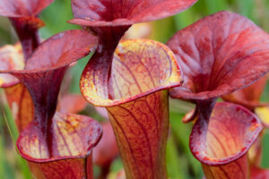 The Mystery of A Carolina Bay